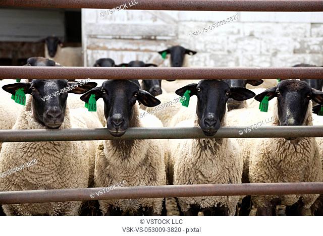 USA, Illinois, Metamora, tagged sheep's in barn