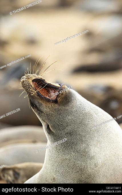 Cape Fur Seal (Arctocephalus pusillus). Yawning. Cape Cross Seal Reserve, Skeleton Coast, Dorob National Park, Namibia