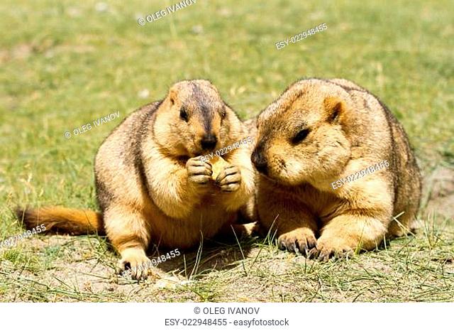 Couple of funny marmots with bisquit on the green grass