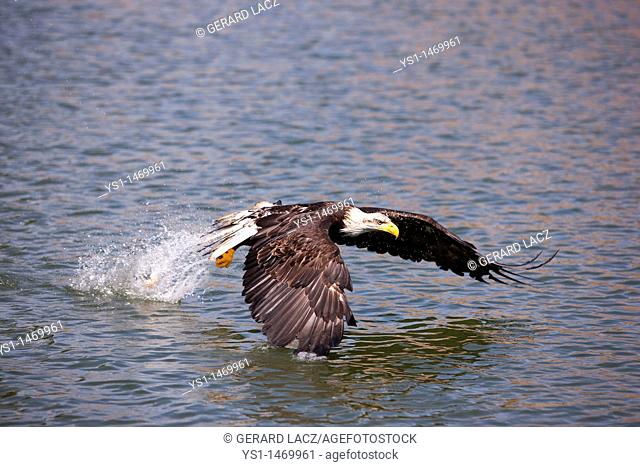 Bald Eagle, haliaeetus leucocephalus, Juvenile in Flight, Fishing