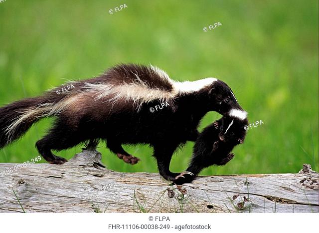 Striped Skunk Mephitis mephitis adult female, carrying young in mouth, Minnesota, U S A