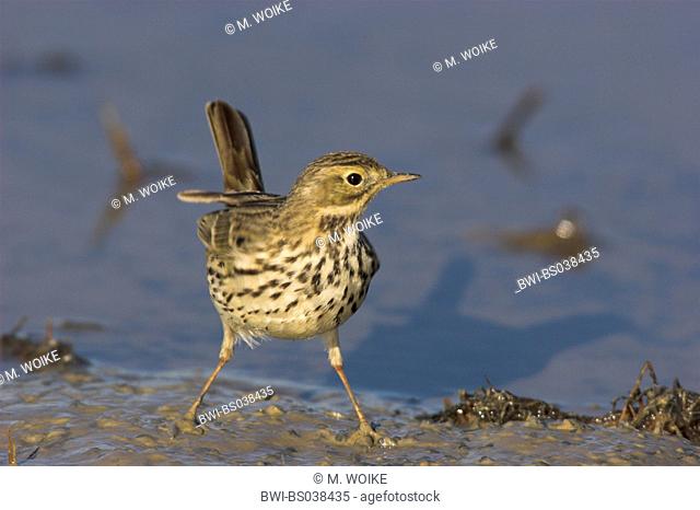Meadow Pipit (Anthus pratensis), standing in mud, NP Coto Donana, Spain, NP Coto Donana