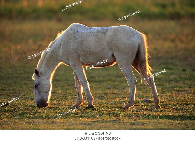 Pantaneiro Horse, Pantanal, Brazil, adult, feeding on grass