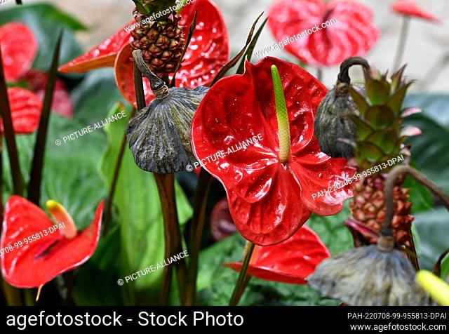 08 July 2022, Brandenburg, Beelitz: Bright red blossoms of anthuriums and small pineapple plants can be seen at the flower hall show ""Surprising Messages -...