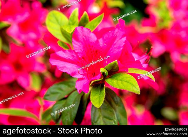 Trompetenförmige Rhododendronblüte