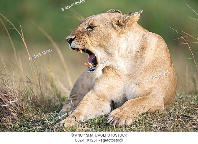 Lioness (Panthera leo) yawning, Maasai Mara National Reserve, Kenya