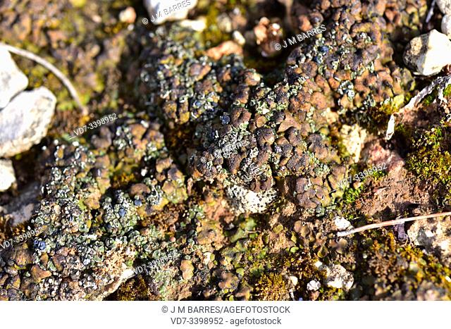 Catapyrenium squamulosum, Placidium squamulosum or Dermatocarpon trapeziforme (brown) and Toninia sedifolia hydrous (green)