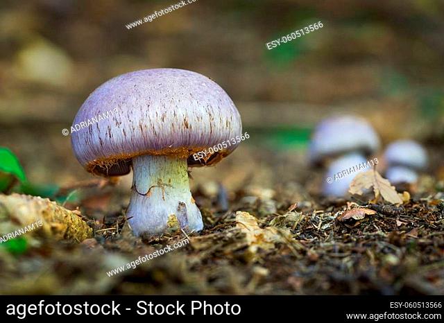 Beautiful mushroom Cortinarius from Central Europe, Slovakia
