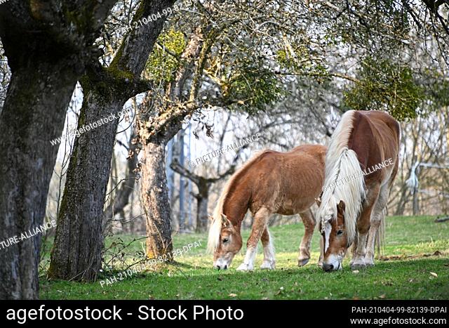 04 April 2021, Baden-Wuerttemberg, Laimnau: Two horses graze on a meadow under trees near Laimnau. Photo: Felix Kästle/dpa