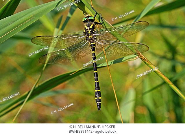 golden-ringed dragonfly (Cordulegaster boltoni, Cordulegaster boltonii, Cordulegaster annulatus), at a blade of grass, Germany