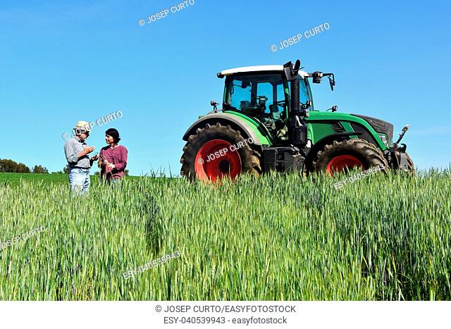 couple of farmers in a wheat field with a tractor.Porqueres, Girona province, Spain