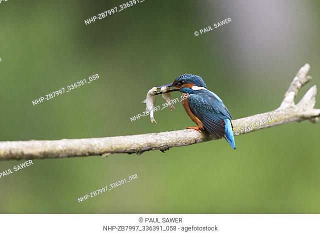 Common Kingfisher (Alcedo atthis) adult male, perched on branch with 2 Common Rudd (Scardinius erythropthalamus) prey in beak, Suffolk, England, June