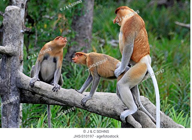 Proboscis Monkey, Nasalis larvatus, Labuk Bay, Sabah, Borneo, Malaysia, Asia, group
