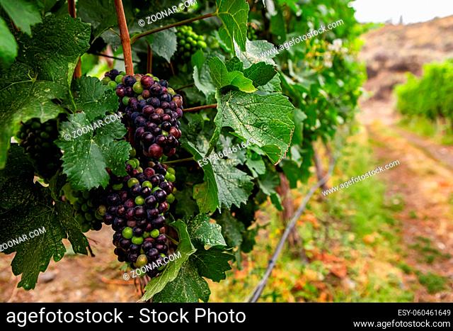 unripe fresh red grapes fruits close up selective focus view, branches, leaves, wires vineyard background with copy space on the right