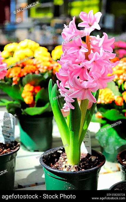 A pink hyacinth in a pot with a colorful background