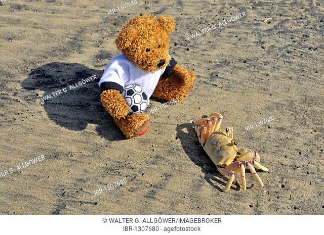 Teddy bear observing a Ghost Crab or Sand Crab (Ocypode sp.), Jabula Beach near Santa Lucia, KwaZulu-Natal province, South Africa, Africa