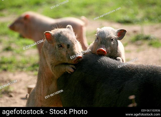 Glückliche Schweine in Frailandhaltung