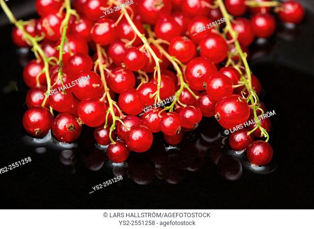 Closeup of red ripe redcurrant berries with dark background