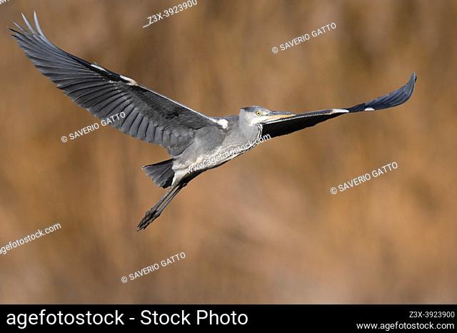Grey Heron (Ardea cinerea), juvenile in flight, Campania, Italy