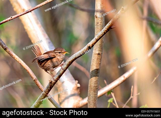 Tiny Wren (Troglodytes troglodytes) perched in a tree in springtime