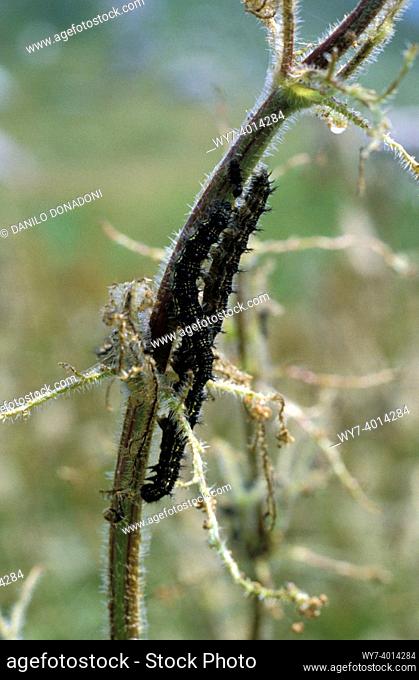 vanessa ortica worm on neetle, venturosa mt. , italy