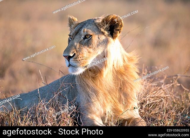 Löwe in der Serengeti in Tansania
