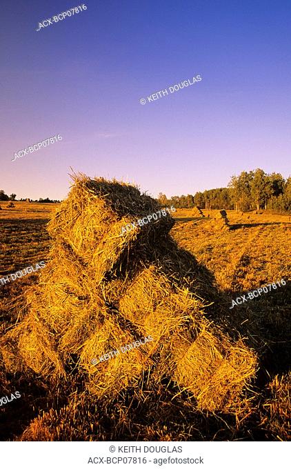Haybales in field at sunset, Smithers, British Columbia, Canada