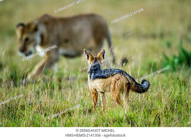 Kenya, Masai Mara game Reserve, lion (Panthera leo), female followed by a black backed jackal (Canis mesomelas)