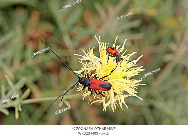 Beetle, red beetle