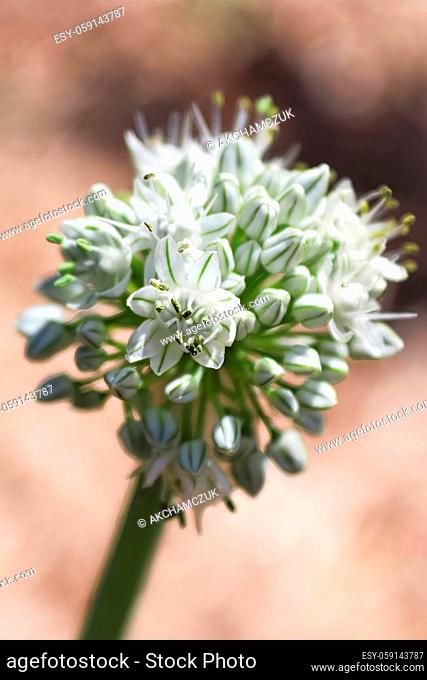 Vertical macro of onion scape flower cluster