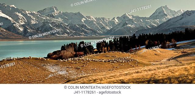 High country sheep station above Lake Pukaki, Mt Sefton left and Aoraki / Mt Cook, winter, Canterbury, New Zealand