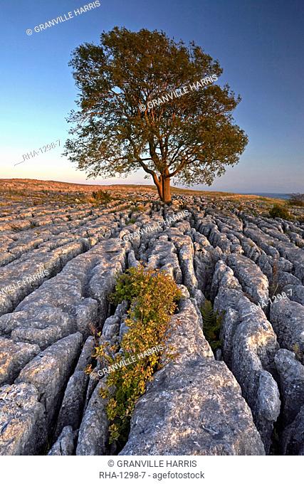A lone mountain ash tree and limestone pavement at Malham Lings, Yorkshire Dales National Park, North Yorkshire, England, United Kingdom, Europe