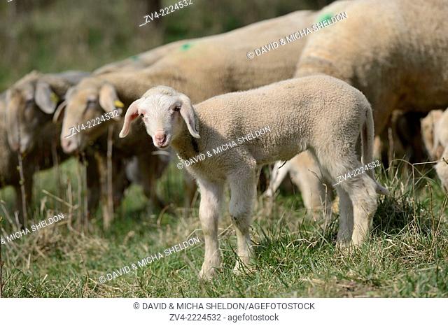 Close-up of a sheep (Ovis aries) lamb in a fruit grove in spring