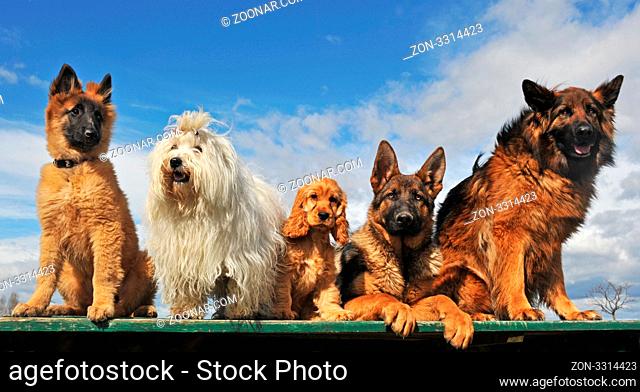 five dogs and puppies lying down and sitting on a table