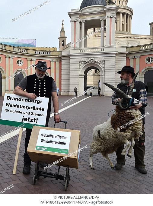 12 April 2018, Germany, Potsdam: Shepherds with a ram protest outside the Brandenburg Landtag state parliament. The shepherds are calling for the introduction...