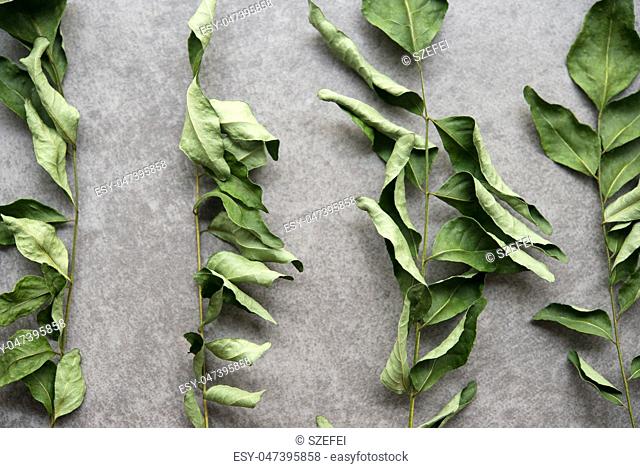 Close up dried curry leaves on dark background. Top view