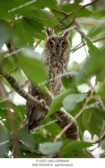 Long-eared Owl (Asio otus) perched on a tree looking to the camera, The Netherlands, Overijssel, Kampen