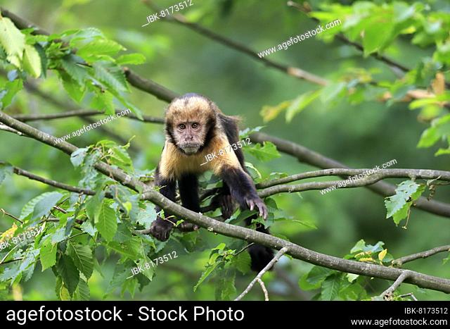 Golden-bellied capuchin (Sapajus xanthosternos), adult, on tree, captive, Brazil, South America