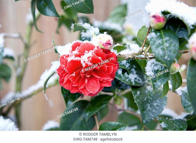CAMELLIA HYBRID BLACK LACE IN SPRING COVERED IN SNOW