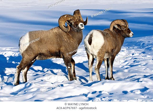 Dominant bighorn sheep ram (Ovis canadensis) displacing a subordinate, Jasper National Park, Alberta, Canada