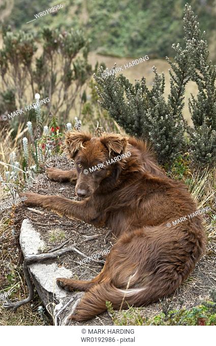 Mountain Dog, Andes, Ecuador
