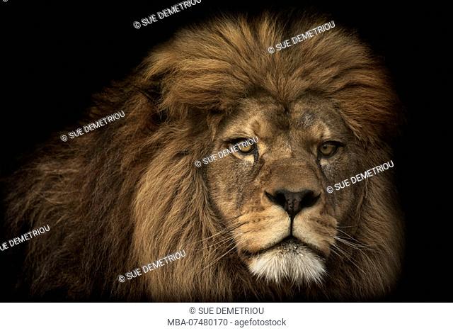 Majestic lion, side view, black background, Stock Photo, Picture And Rights  Managed Image. Pic. MBA-07480171 | agefotostock