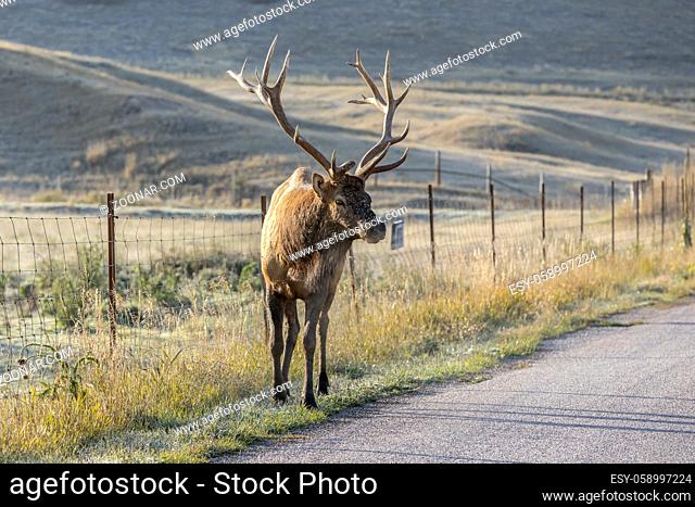 A bull elk is walking by a road at the National Elk and Bison range in Montana