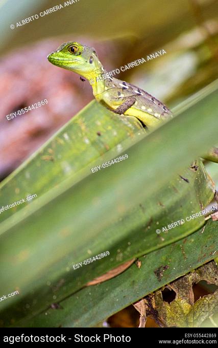 Plumed Basilisk, Green Basilisk, Jesus Christ Lizard, Basiliscus plumifrons, Tropical Rainforest, Costa Rica, Central America, America
