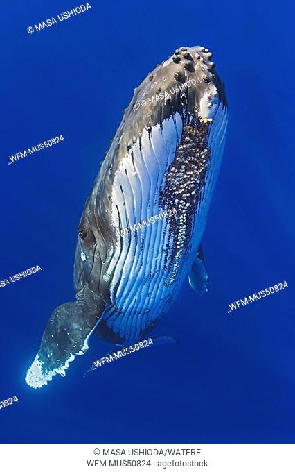 Humpback Whale, with parasitic acorn barnacles attached under chin, Megaptera novaeangliae, Cornula diaderma, Pacific Ocean, Hawaii, USA