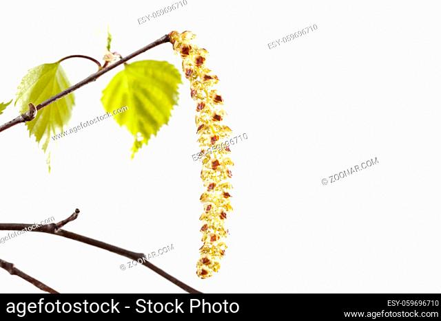 green leaves and long birch earrings on a light background, close-up, spring