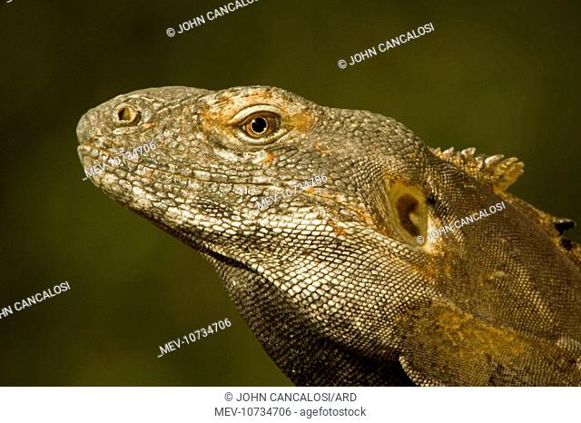 Spiny-Tailed Iguana - showing ear (Ctenosaura hemilopha)
