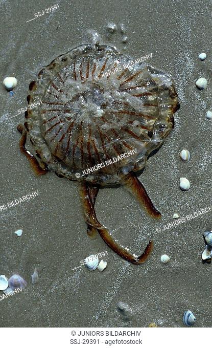 Chrysaora hysoscella / compass jellyfish