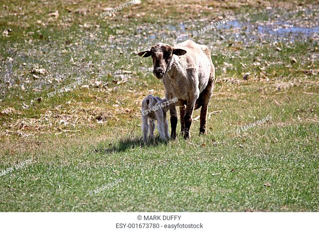 Ewe with lamb in Saskatchewan pasture