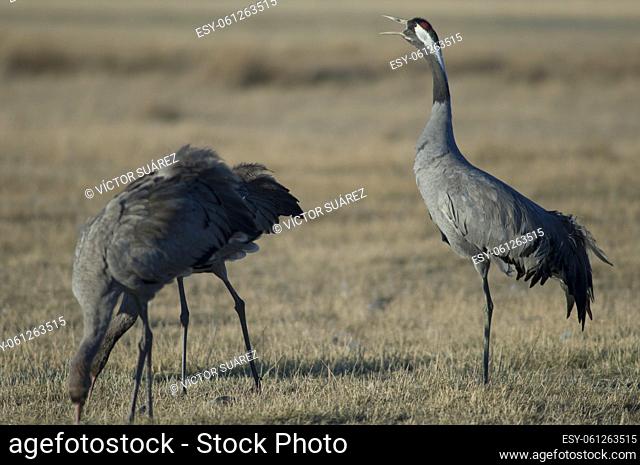 Common crane (Grus grus) calling. Gallocanta Lagoon Natural Reserve. Aragon. Spain